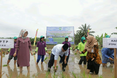 Bupati Alfedri Hadiri Doa Turun ke Sawah di Kampung Jatibaru Bunga Raya